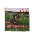愛犬ショコラ（個別スタンプ：9）