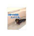愛犬ショコラ（個別スタンプ：11）