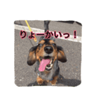 愛犬ショコラ（個別スタンプ：12）