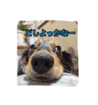 愛犬ショコラ（個別スタンプ：13）