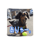 愛犬ショコラ（個別スタンプ：14）