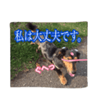 愛犬ショコラ（個別スタンプ：15）