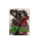 愛犬ショコラ（個別スタンプ：16）