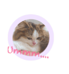 めろたーん（個別スタンプ：3）