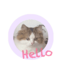 めろたーん（個別スタンプ：8）
