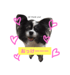 のんあんこむぎ（個別スタンプ：5）