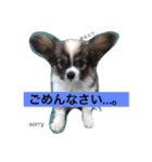 のんあんこむぎ（個別スタンプ：6）