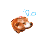豆柴 わんち（個別スタンプ：2）
