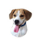 latte beagle（個別スタンプ：1）