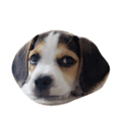 latte beagle（個別スタンプ：2）