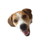 latte beagle（個別スタンプ：3）