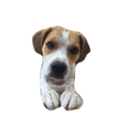 latte beagle（個別スタンプ：4）