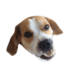 latte beagle（個別スタンプ：5）