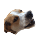 latte beagle（個別スタンプ：6）
