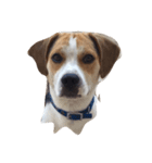 latte beagle（個別スタンプ：7）