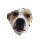 latte beagle（個別スタンプ：8）