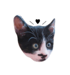 Lovely Cat \（個別スタンプ：1）