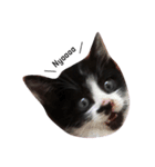 Lovely Cat \（個別スタンプ：2）