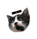 Lovely Cat \（個別スタンプ：3）