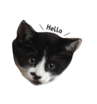 Lovely Cat \（個別スタンプ：4）