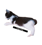 Lovely Cat \（個別スタンプ：5）