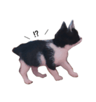 Lovely Cat \（個別スタンプ：7）