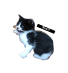 Lovely Cat \（個別スタンプ：8）