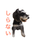 しょぼたん ①（個別スタンプ：16）