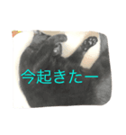 ハナコちゃんが1匹（個別スタンプ：1）