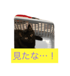 ハナコちゃんが1匹（個別スタンプ：3）