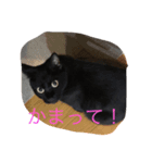 ハナコちゃんが1匹（個別スタンプ：6）