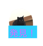 ハナコちゃんが1匹（個別スタンプ：8）