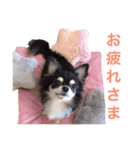 美魔女のチワワ（個別スタンプ：2）