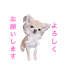美魔女のチワワ（個別スタンプ：3）