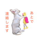 美魔女のチワワ（個別スタンプ：23）