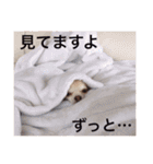 美魔女のチワワ（個別スタンプ：39）