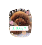 モコモコ アン。（個別スタンプ：6）