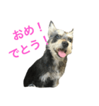 エースくん4（個別スタンプ：16）