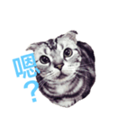 Cat~~~（個別スタンプ：1）