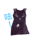 Cat~~~（個別スタンプ：2）