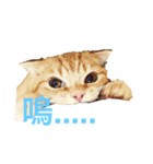 Cat~~~（個別スタンプ：3）