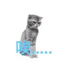 Cat~~~（個別スタンプ：4）