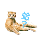 Cat~~~（個別スタンプ：5）