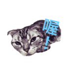 Cat~~~（個別スタンプ：6）