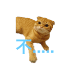 Cat~~~（個別スタンプ：7）