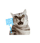 Cat~~~（個別スタンプ：8）