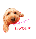 WANPO（個別スタンプ：5）