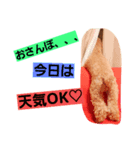 WANPO（個別スタンプ：6）