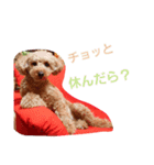 WANPO（個別スタンプ：8）