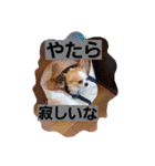 よく使う口癖スタンプ（個別スタンプ：14）